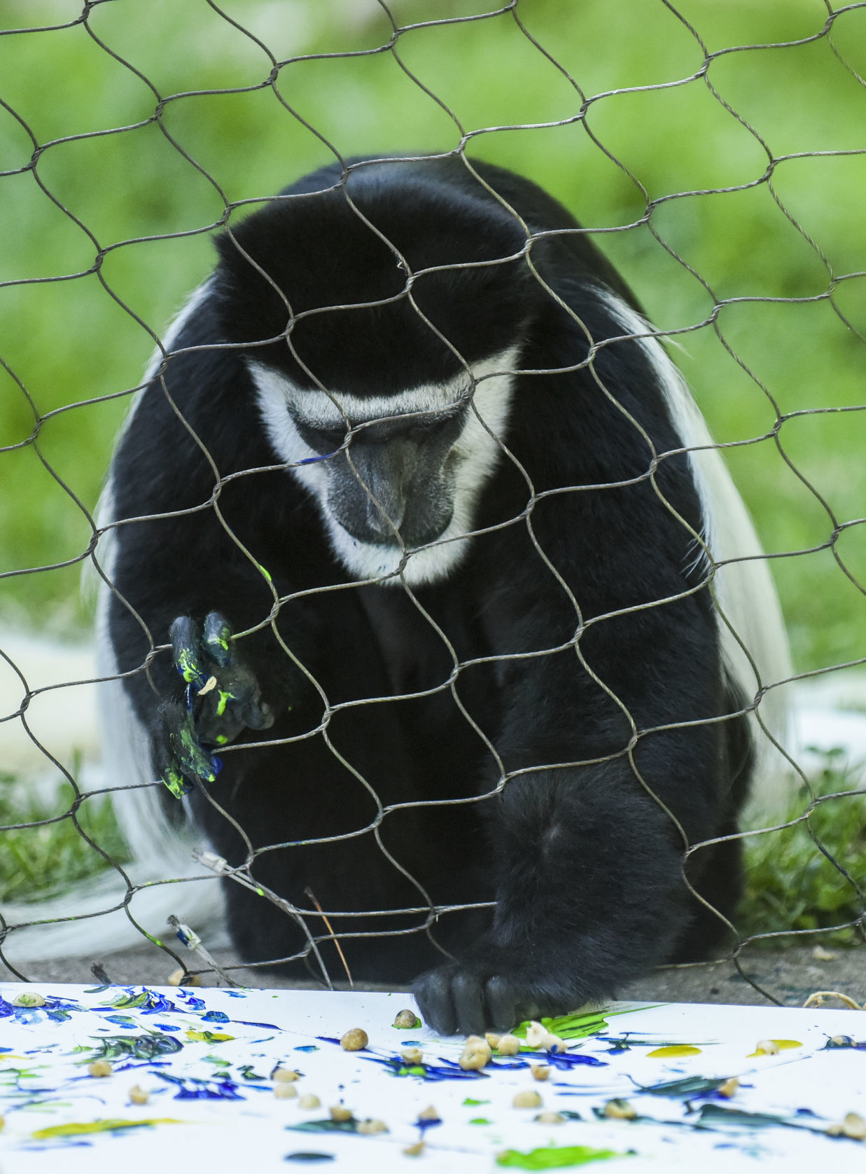 080919-mda-nws-monkey-08.jpg